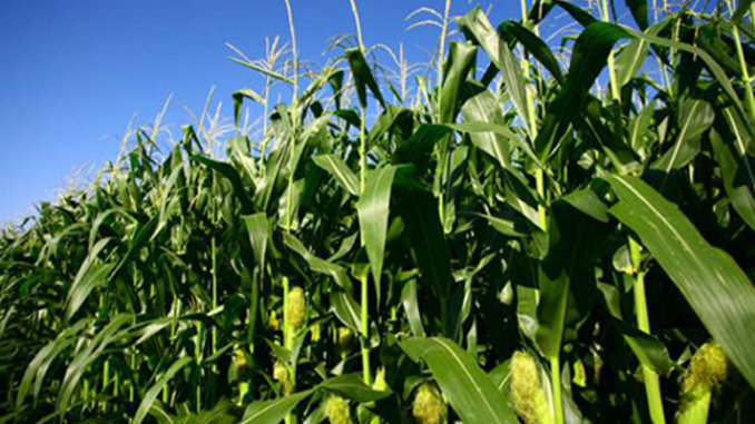 Maize-farm-678x381.jpg